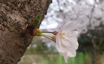 Foto: Kirschblüte
