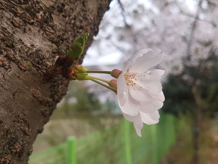 Foto: Kirschblüte