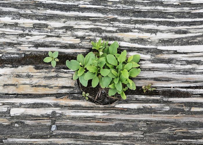 Foto: Pflanze in altem Holz