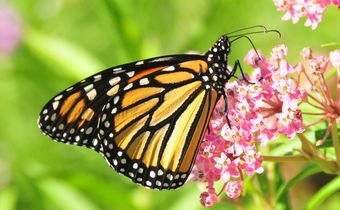 Schmetterling