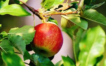 Bild: Apfel